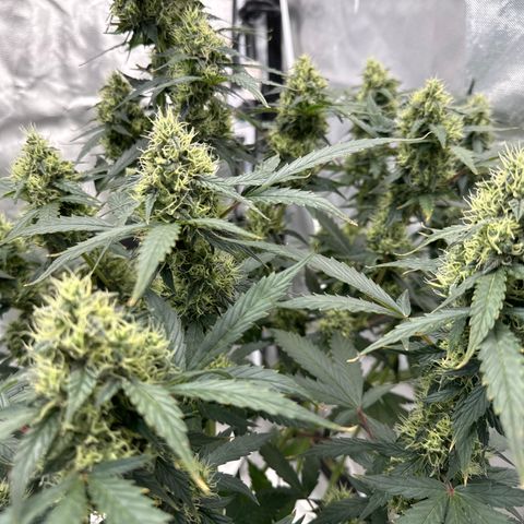 WWA-230816 #1 growlog timeline photo