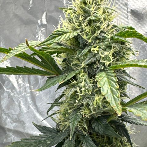 WWA-230816 #1 growlog timeline photo