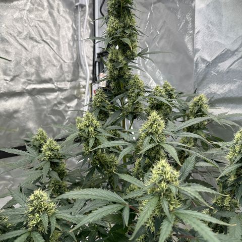 WWA-230816 #1 growlog timeline photo