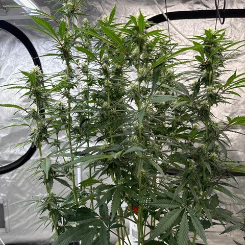GDP-230827 #1 growlog timeline photo