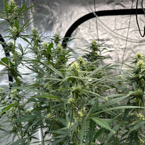 GDP-230827 #1 growlog timeline photo