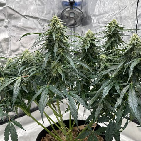 WWA-230816 #2 growlog timeline photo