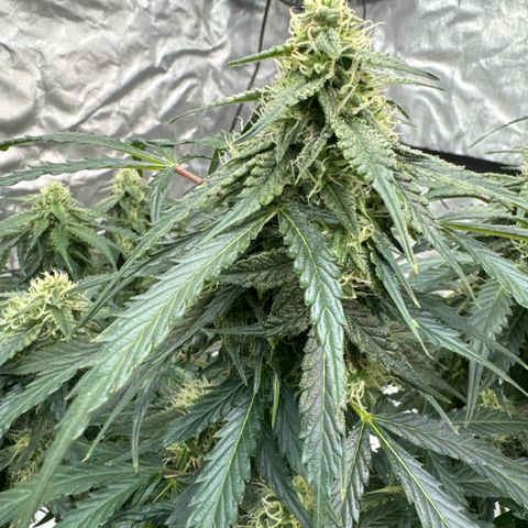 WWA-230816 #2 growlog timeline photo
