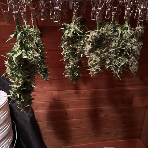 WWA-230816 #2 growlog timeline photo