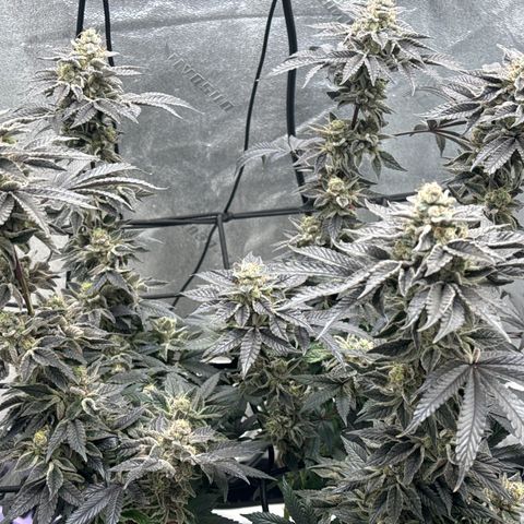 FlapJacks_Photo #1 growlog timeline photo