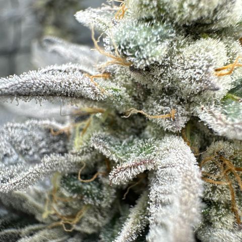 FlapJacks_Photo #1 growlog timeline photo