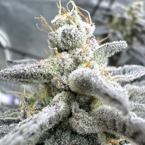 FlapJacks_Photo #1 growlog timeline photo