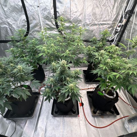 GDP-230827 #1 growlog timeline photo