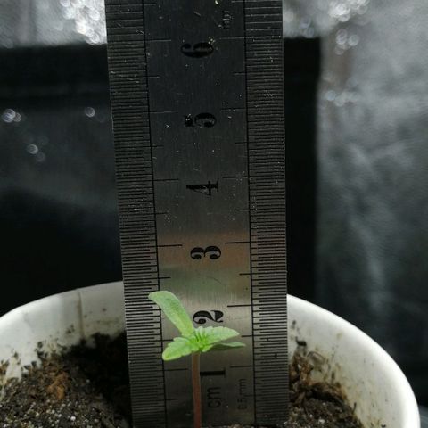 Fat Banana  growlog timeline photo