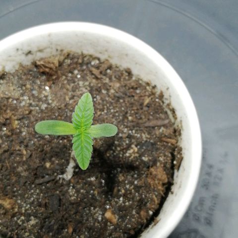 Fat Banana  growlog timeline photo