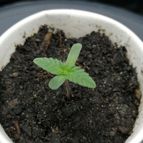 Fat Banana  growlog timeline photo