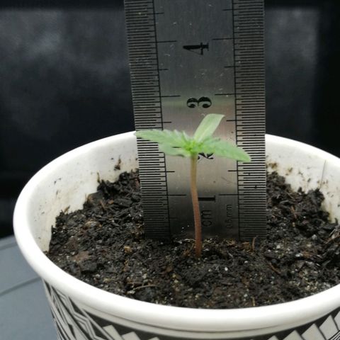Fat Banana  growlog timeline photo