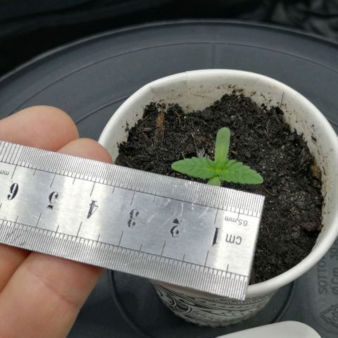 Fat Banana  growlog timeline photo