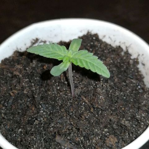 Fat Banana  growlog timeline photo