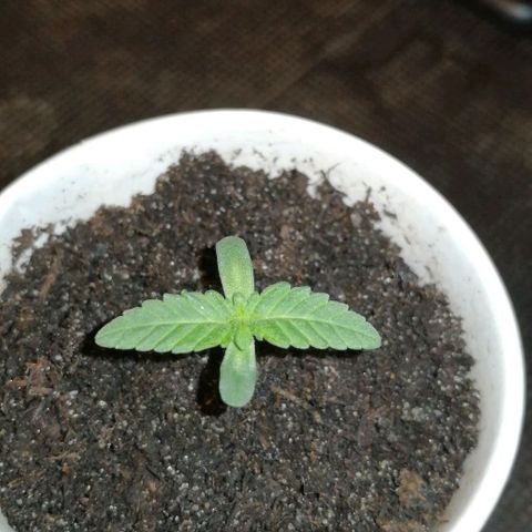 Fat Banana  growlog timeline photo