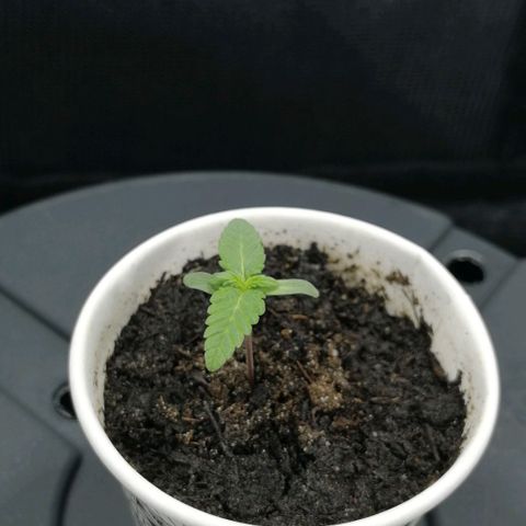 Fat Banana  growlog timeline photo