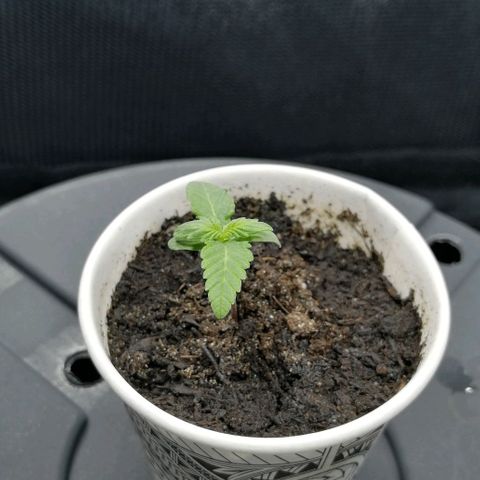 Fat Banana  growlog timeline photo