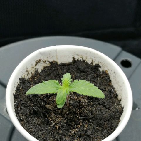 Fat Banana  growlog timeline photo