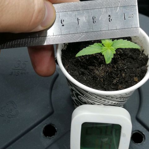 Fat Banana  growlog timeline photo