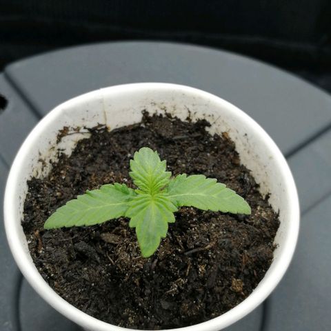 Fat Banana  growlog timeline photo