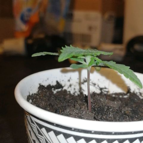 Fat Banana  growlog timeline photo