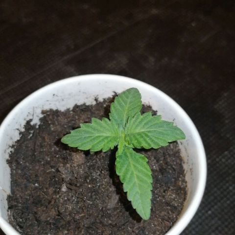 Fat Banana  growlog timeline photo