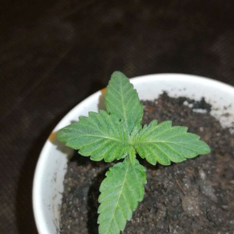 Fat Banana  growlog timeline photo