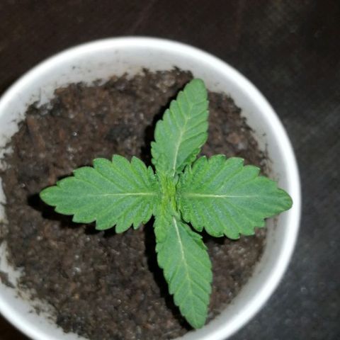 Fat Banana  growlog timeline photo