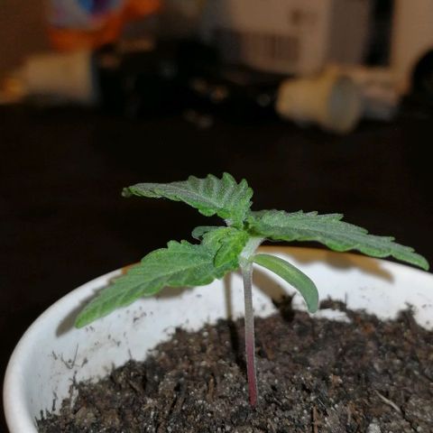 Fat Banana  growlog timeline photo