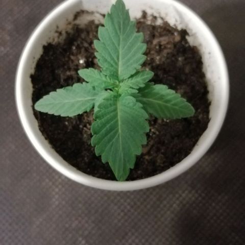Fat Banana  growlog timeline photo