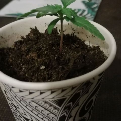 Fat Banana  growlog timeline photo