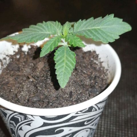 Fat Banana  growlog timeline photo