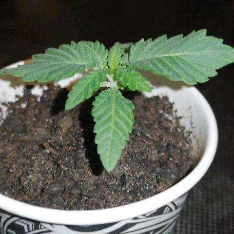 Fat Banana  growlog timeline photo