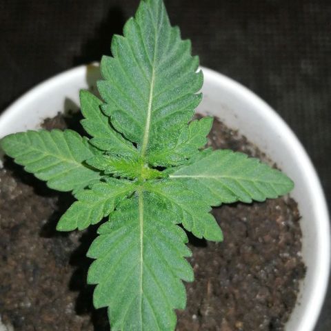 Fat Banana  growlog timeline photo