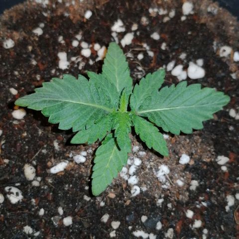 Fat Banana  growlog timeline photo