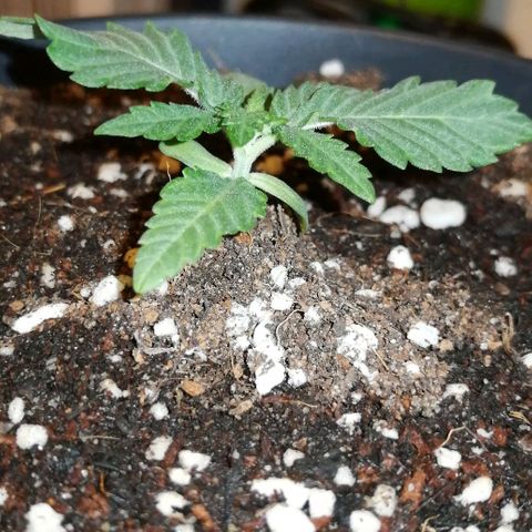 Fat Banana  growlog timeline photo