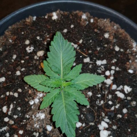 Fat Banana  growlog timeline photo