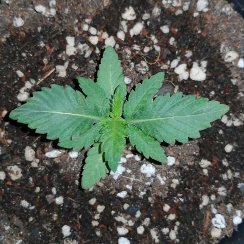 Fat Banana  growlog timeline photo