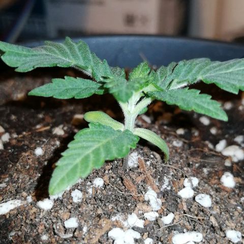 Fat Banana  growlog timeline photo