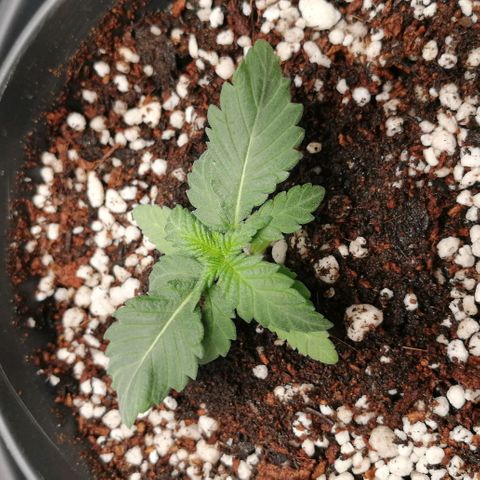 Fat Banana  growlog timeline photo