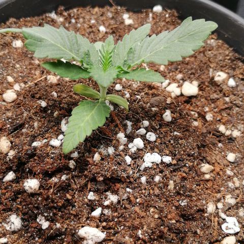 Fat Banana  growlog timeline photo