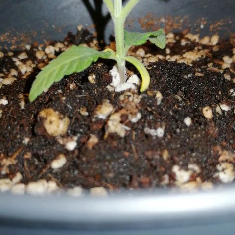 Fat Banana  growlog timeline photo