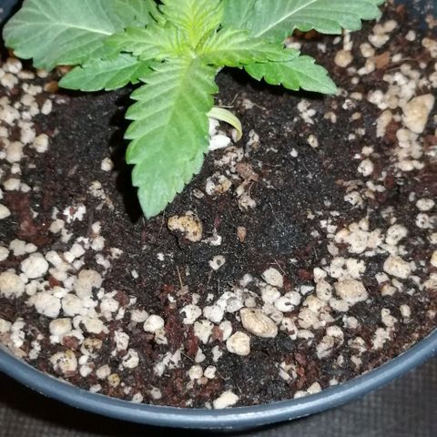 Fat Banana  growlog timeline photo