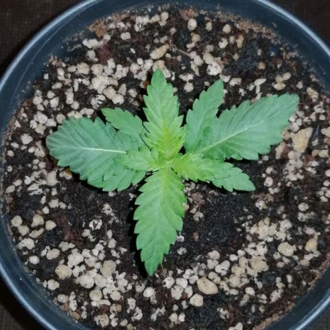Fat Banana  growlog timeline photo