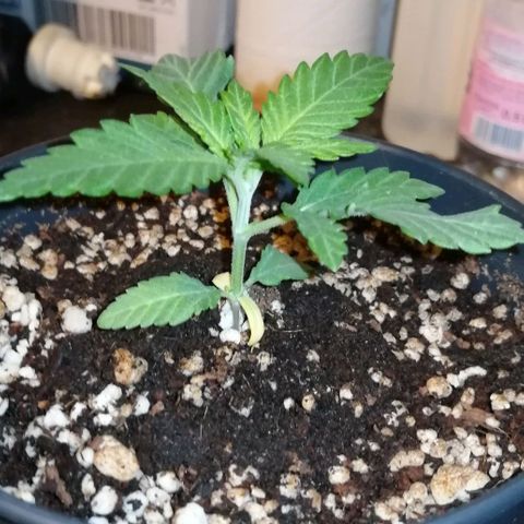 Fat Banana  growlog photo: Проявление желтезны с краю верхнего нового листа. 