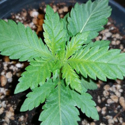 Fat Banana  growlog photo: Проявление желтезны с краю верхнего нового листа. 
