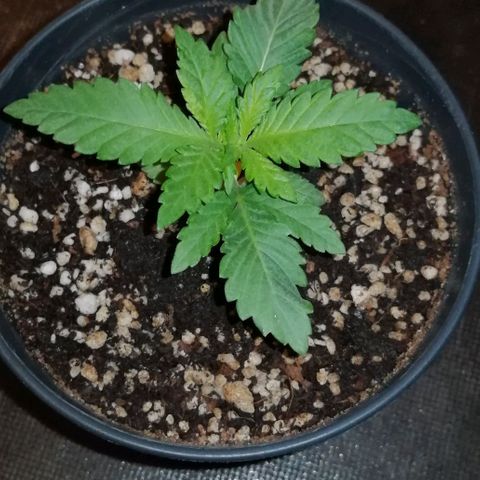 Fat Banana  growlog photo: Проявление желтезны с краю верхнего нового листа. 