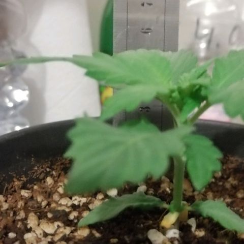 Fat Banana  growlog timeline photo