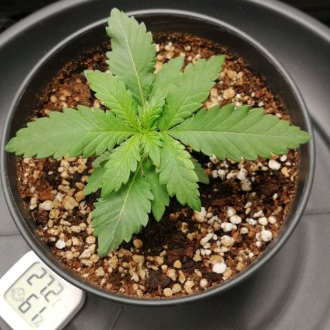 Fat Banana  growlog timeline photo