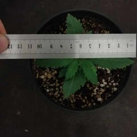 Fat Banana  growlog timeline photo